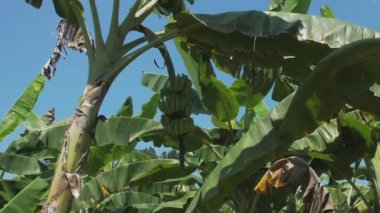 Yeşil muzlar yazın büyük yapraklı ağaçlarda yetişir.