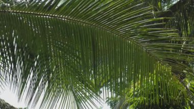 Güneşin altında rüzgarla dalgalanan büyük yeşil palmiye yaprağı.
