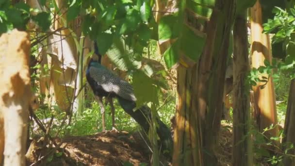 Dziki paw z kolorowymi piórami stoi na brązowej ziemi — Wideo stockowe
