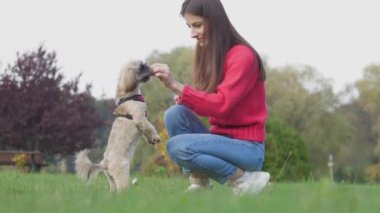 Bayan Shih tzu 'yu sonbahar parkında ağır çekimde atıştırmalıklarla besler.