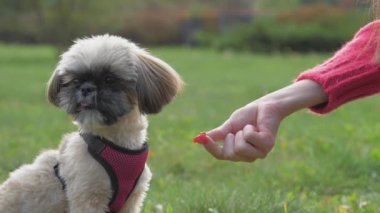 Sahibi tarlada lezzetli atıştırmalıklarla Shih tzu köpeği besliyor.