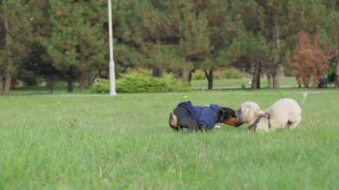 Shih tzu köpeği ve Doberman köpeği yeşil alanda iyi eğlenceler.