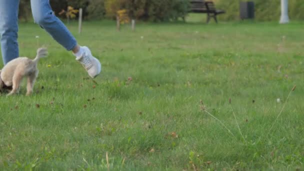 Shih tzu pes kousne se ženou majitel běží podél trávníku — Stock video