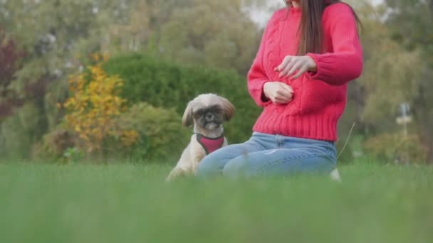 Doamna aruncă băț mic jucându-se cu câinele amuzant shih tzu — Videoclip de stoc