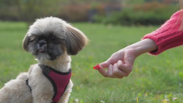 Sahibi tarlada lezzetli atıştırmalıklarla Shih tzu köpeği besliyor. — Stok video