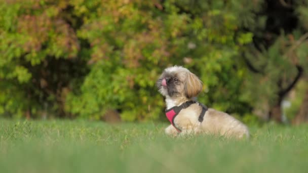 在公园里，嬉闹的石子狗沿着绿草坪跑着 — 图库视频影像