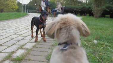 Doberman köpek yavrusu kaldırımlı pistte shin tzu ile oynamak için zıplıyor