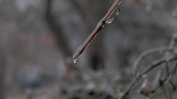 Branche de raisin dans la glace avec de petites gouttes d'eau accroché sur la branche brune — Video