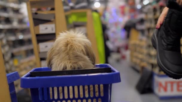 Funny dog looks at people walking along department store — Stock Video