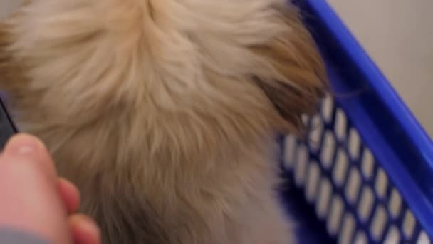 Man carries small funny dog with brown fur sits in basket — Stock Video