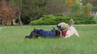 Doberman köpeğiyle sevimli shih tzu köpeği çimenlerde iyi eğlenceler.