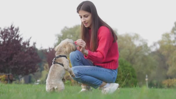 女人把零食送给在绿地上跳狗食的狗 — 图库视频影像