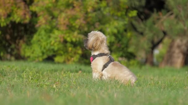 Small shih tzu dog with breast collar sits in green field — Stock Video