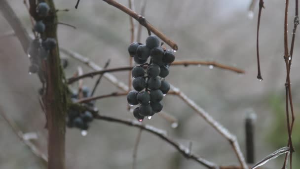 Uve nere con piccole gocce d'acqua pendono su ramo marrone — Video Stock