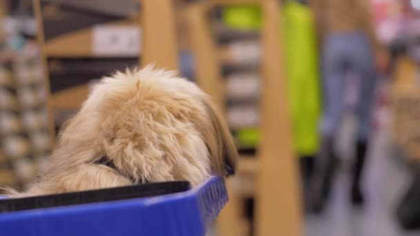 Divertido perro mira a la gente caminando a lo largo de grandes almacenes — Vídeo de stock