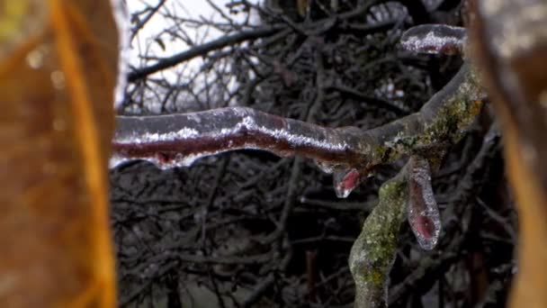 Hojas marrones cuelgan en rama cubierta con hielo transparente — Vídeos de Stock