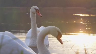 Vahşi kuğular güneş ışığı altında geniş göl suyunda yelken açarlar.