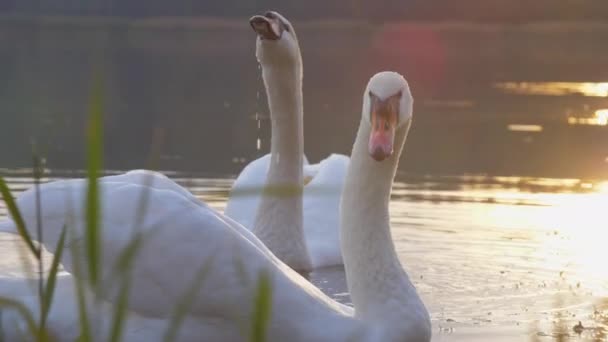 Cygnes sauvages naviguent sur l'eau du lac large sous le soleil du matin — Video