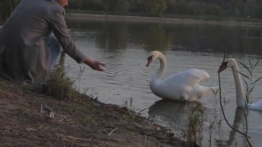 Beyaz renkli vahşi kuğu, gri ceketli adamı ısırdı.