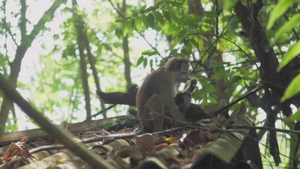 Trópusi főemlősök szép bundával ülnek a tetőn és esznek gyümölcsöt — Stock videók