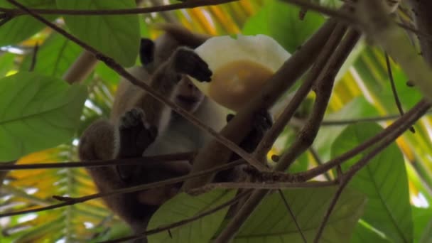 Macaco de toque senta-se no galho da árvore e come folha de frutas — Vídeo de Stock