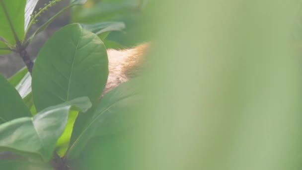 Macaco senta-se com bebê macaco e gosta de comer entre as folhas — Vídeo de Stock