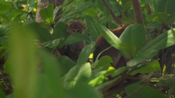 Macaco vermelho sentar perto primata adulto levanta a cabeça e sorri — Vídeo de Stock