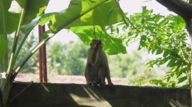 Toque macaque çatıda oturur ağaç dalını tutar ve yaprağı ısırır.