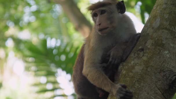 Adorable singe avec fourrure courte se trouve sur l'arbre et regarde autour — Video