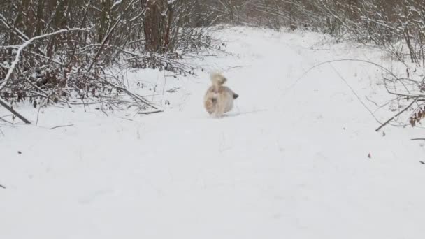 Śmieszny pies z brązowym futrem biegnie wzdłuż gęstej leśnej drogi — Wideo stockowe