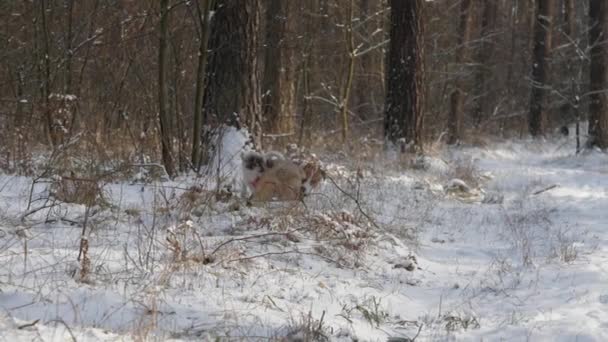 Divertenti piccoli cani pelosi giocano sulla neve tra tee foresta marrone — Video Stock