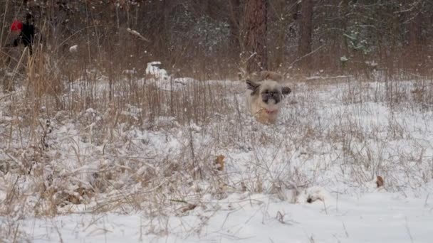 Funny dog with brown fur runs along meadow with white snow — Stock Video