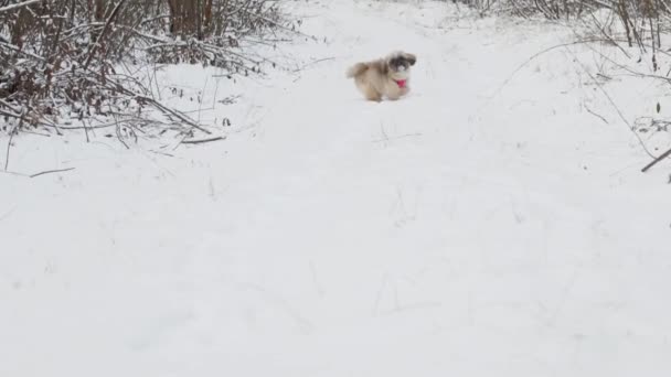 Cane divertente con pelliccia marrone corre lungo la fitta strada forestale — Video Stock