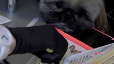 Komik küçük köpek farklı manikür örneklerine bakıyor.