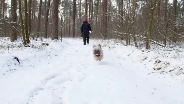Vtipný pes s hnědou srstí běží po zasněžené lesní cestě — Stock video