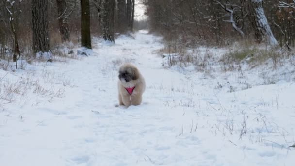 Perro pequeño con piel marrón huele a nieve y corre lamiendo la nariz — Vídeos de Stock
