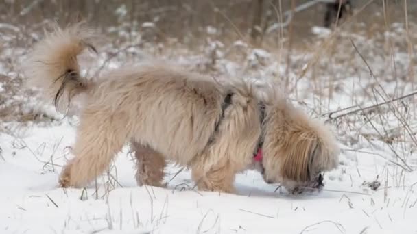 Harige hond met paarse halsband loopt langs sneeuw en geuren — Stockvideo