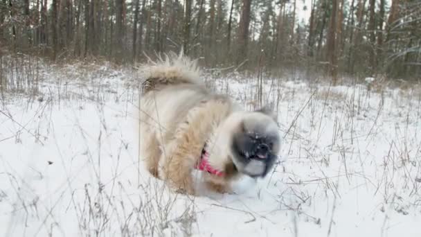 Harige hond met paarse halsband loopt langs sneeuw en geuren — Stockvideo