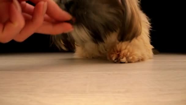 Kahverengi kürklü küçük komik köpek yiyecek parçasına yaklaşıyor. — Stok video