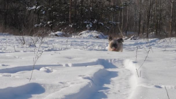 Cane peloso corre lungo la neve al proprietario e gioca con la persona — Video Stock