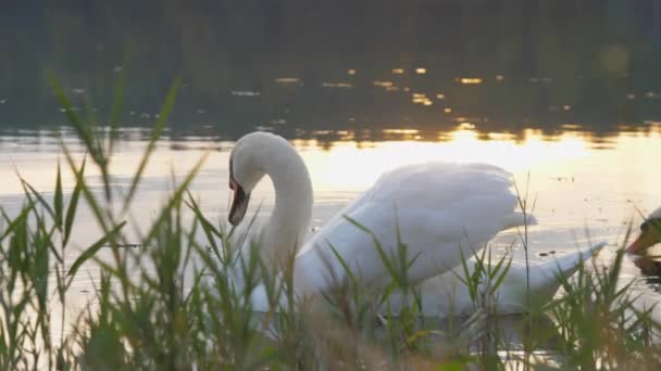 Μεγάλος κύκνος με φτερά λευκού χρώματος σε καταγάλανα νερά λίμνης — Αρχείο Βίντεο