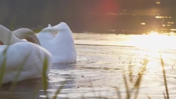 큰 백조는 밝은 햇빛 아래 호수 위를 떠다니며 물을 마신다 — 비디오