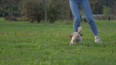 Shih tzu köpeği tarlada koşan kadın sahibiyle oynuyor.