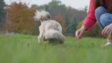 Yumuşak Shih Tzu köpeği yeşil çimlerin kokusunu alır. Kadının yanında yürürken.