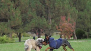 Shih tzu ve Doberman yavruları çayırı ısırırken iyi eğlenceler.