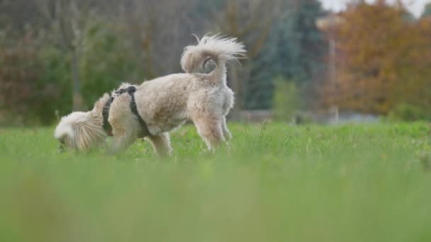 Shih tzu pies znajduje kij w zielonym polu trawy w jesiennym parku — Wideo stockowe