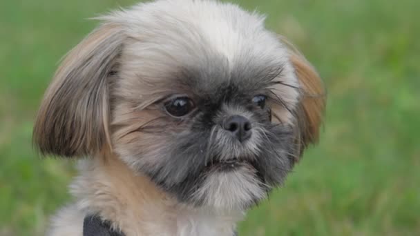 Söt shih tzu hund sitter visar tunga på grön äng — Stockvideo