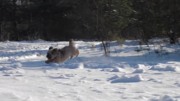 Mały piesek z obrożą biegnie wzdłuż krajobrazu z białym śniegiem — Wideo stockowe