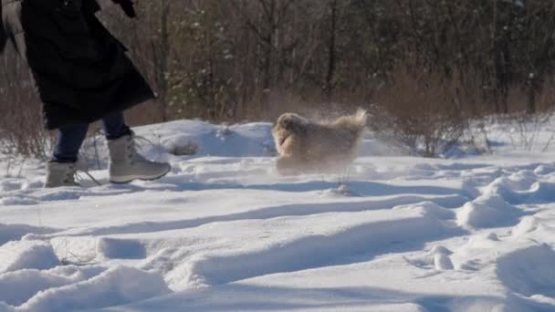 Propietario juega con perro peludo divertido con cuello lanzando nieve — Vídeos de Stock