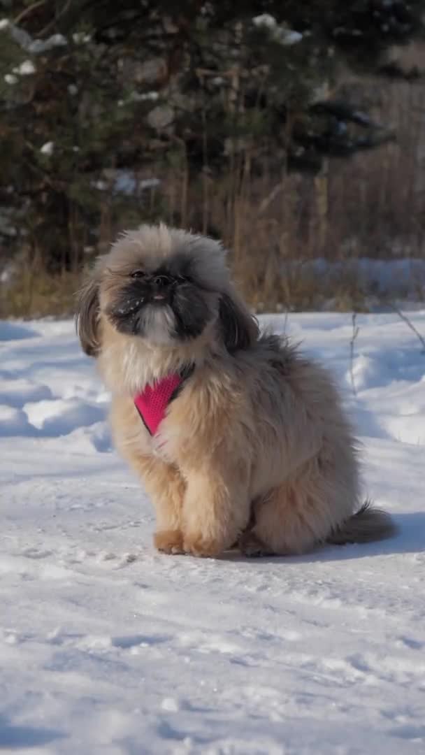 Owner in black coat and gloves approaches furry dog — Stock Video